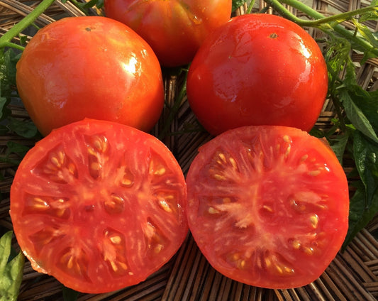 Alacrity Tomato - Organic - Greta's Family Gardens