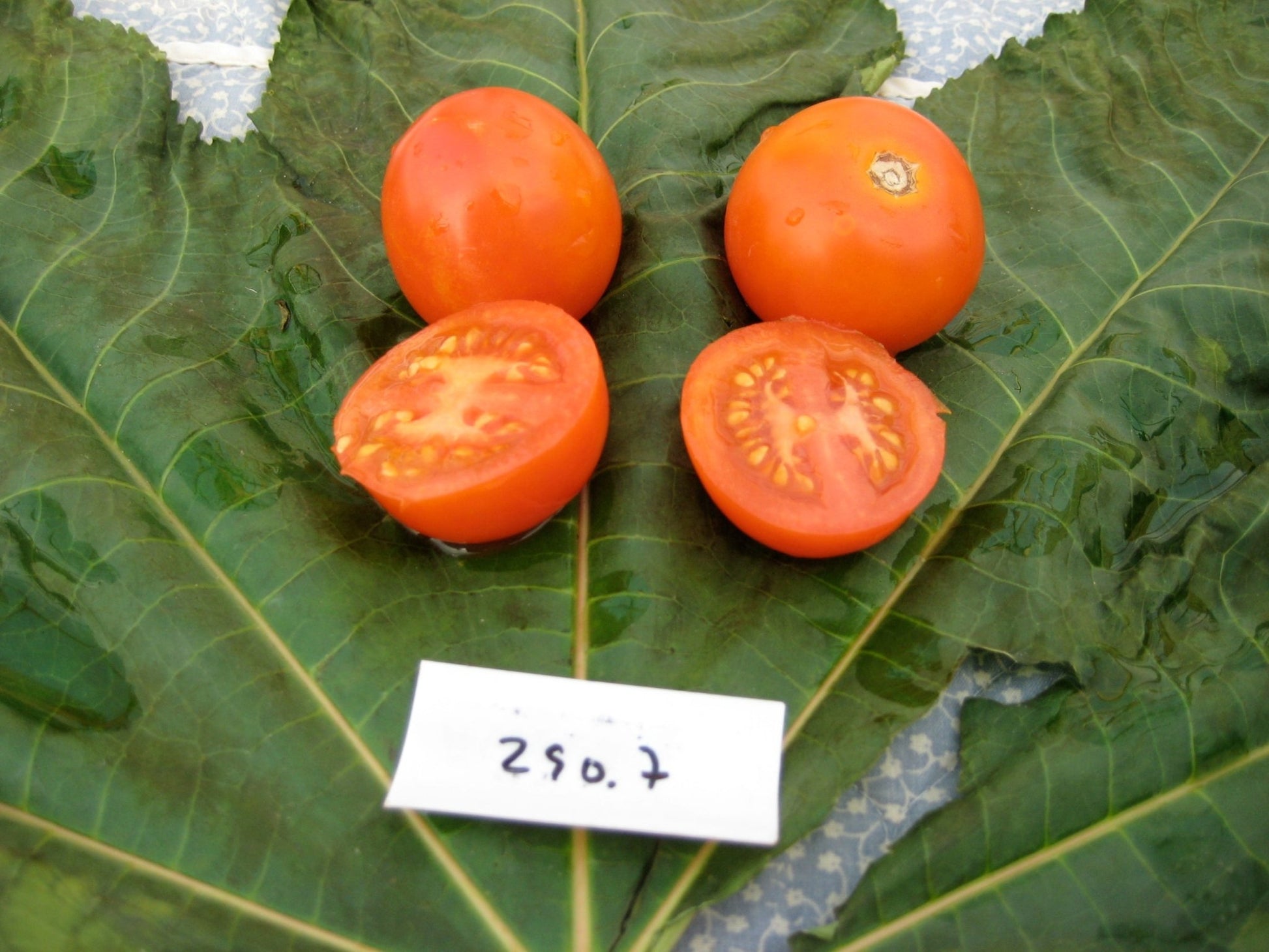 Alicante Tomato - Organic - Greta's Family Gardens