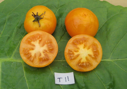 Amana Orange Tomato - Organic - Greta's Family Gardens