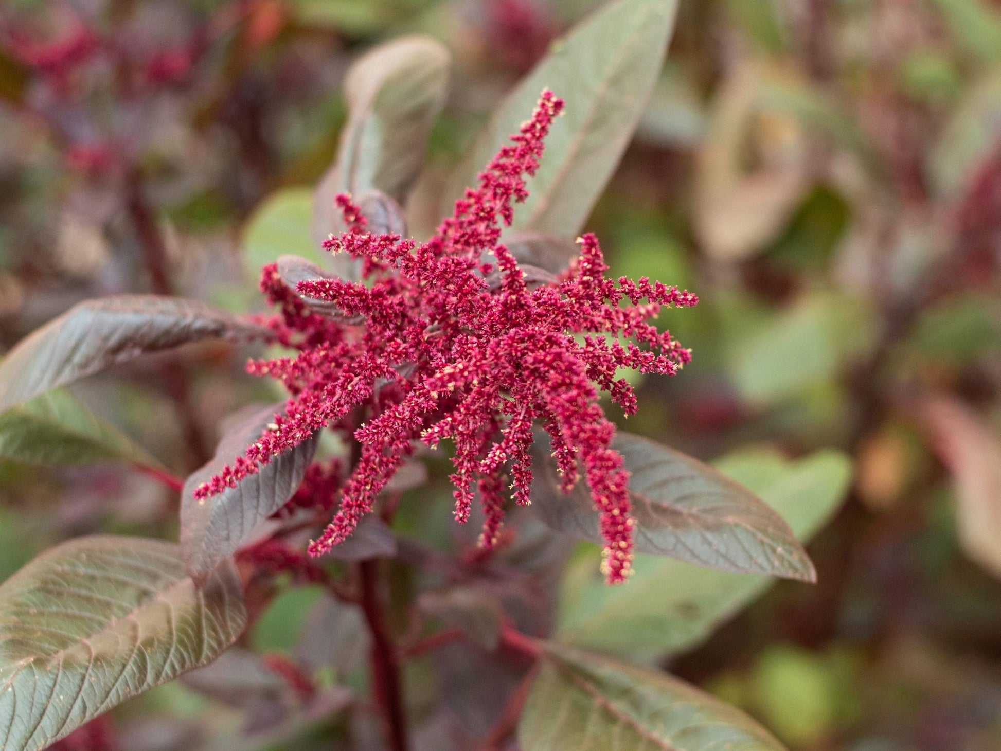 Amaranth Burgundy - Organic - Greta's Family Gardens