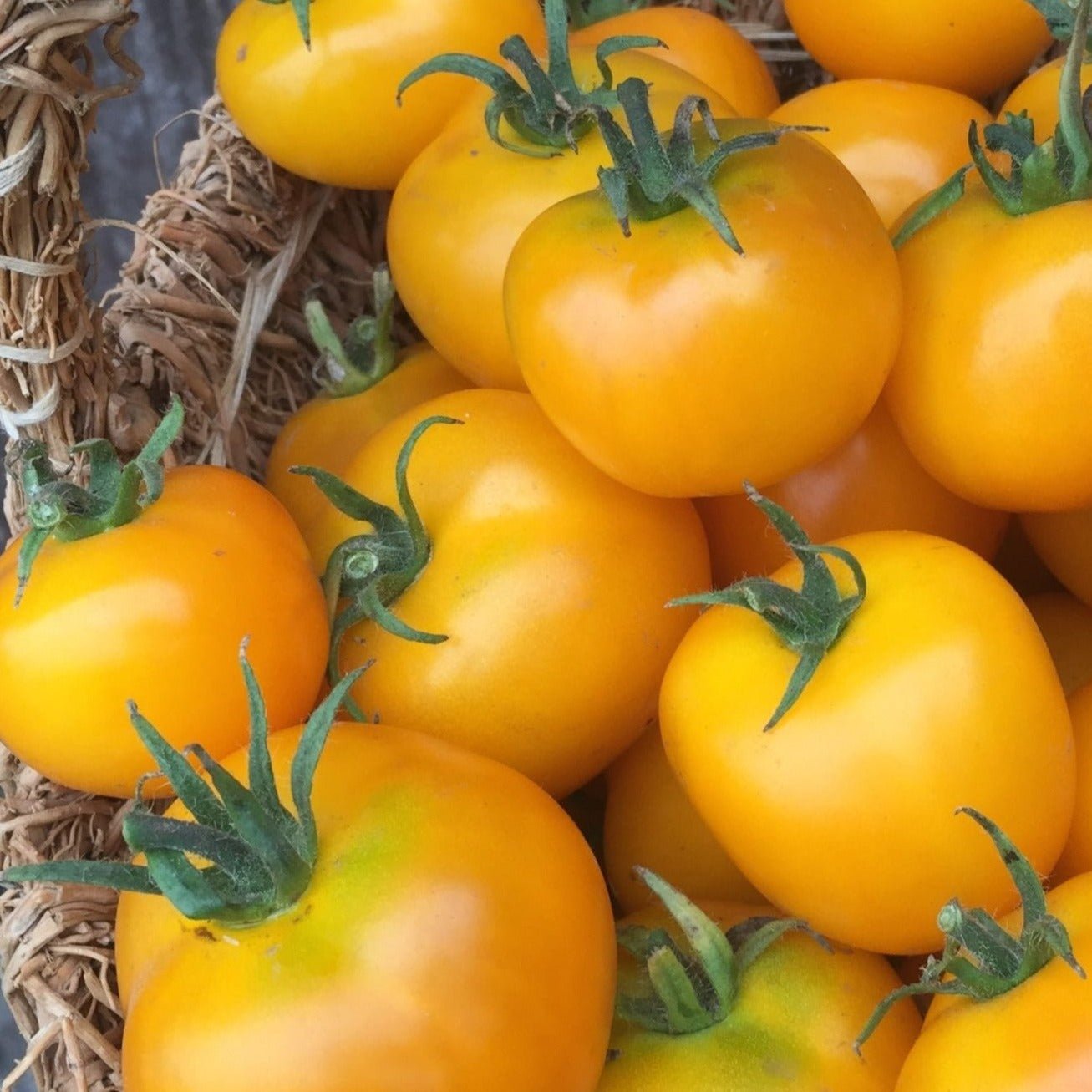 Amber Tomato - Organic - Greta's Family Gardens