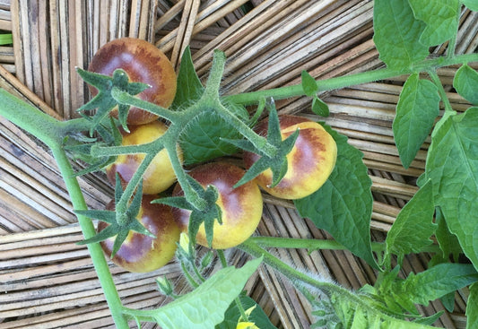 Amethyst Cream Tomato - Organic - Greta's Family Gardens