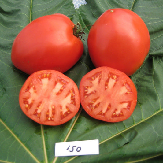 Amish Paste Tomato - Organic - Greta's Family Gardens