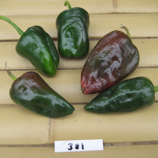 Ancho Hot Pepper - Greta's Family Gardens