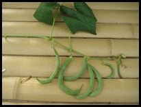 Anellino Green Beans - Greta's Family Gardens