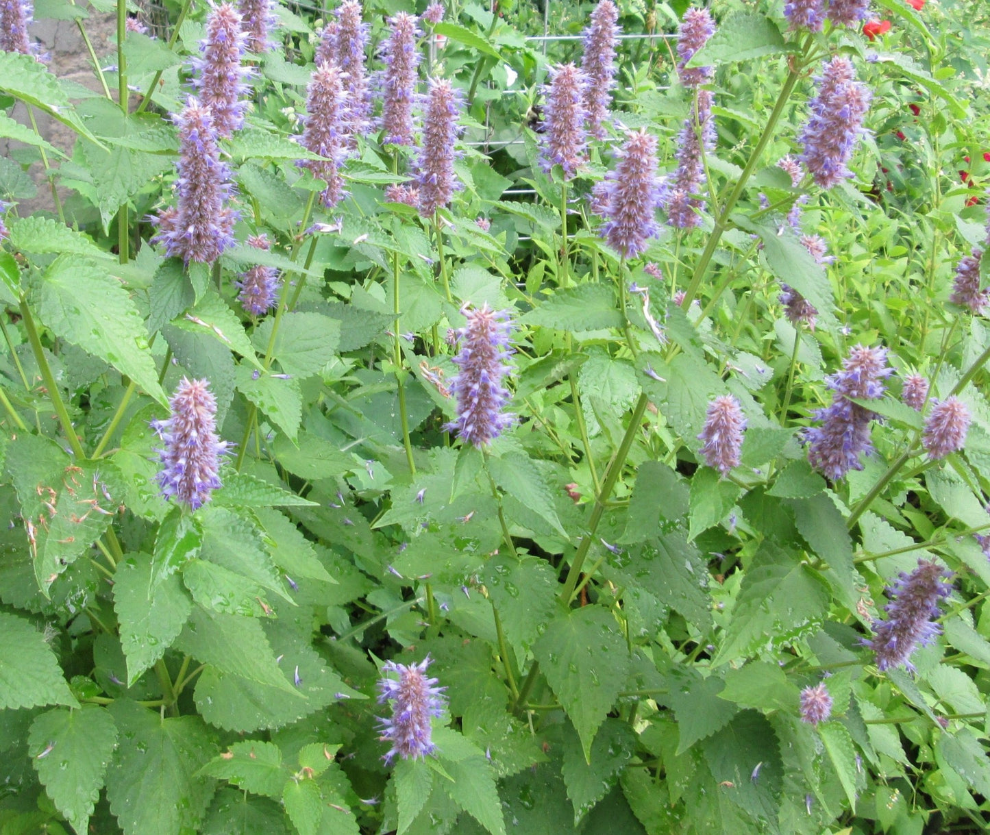 Anise Hyssop - Organic - Greta's Family Gardens