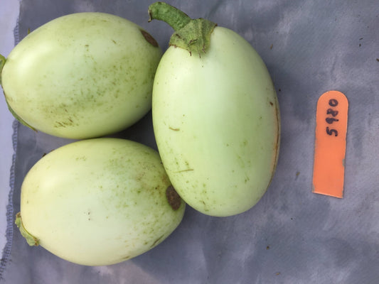 Apple Green Eggplant - Greta's Family Gardens