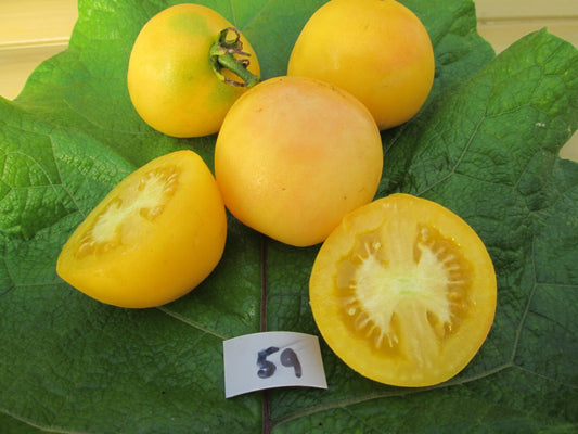 Apricot Tomato - Organic - Greta's Family Gardens