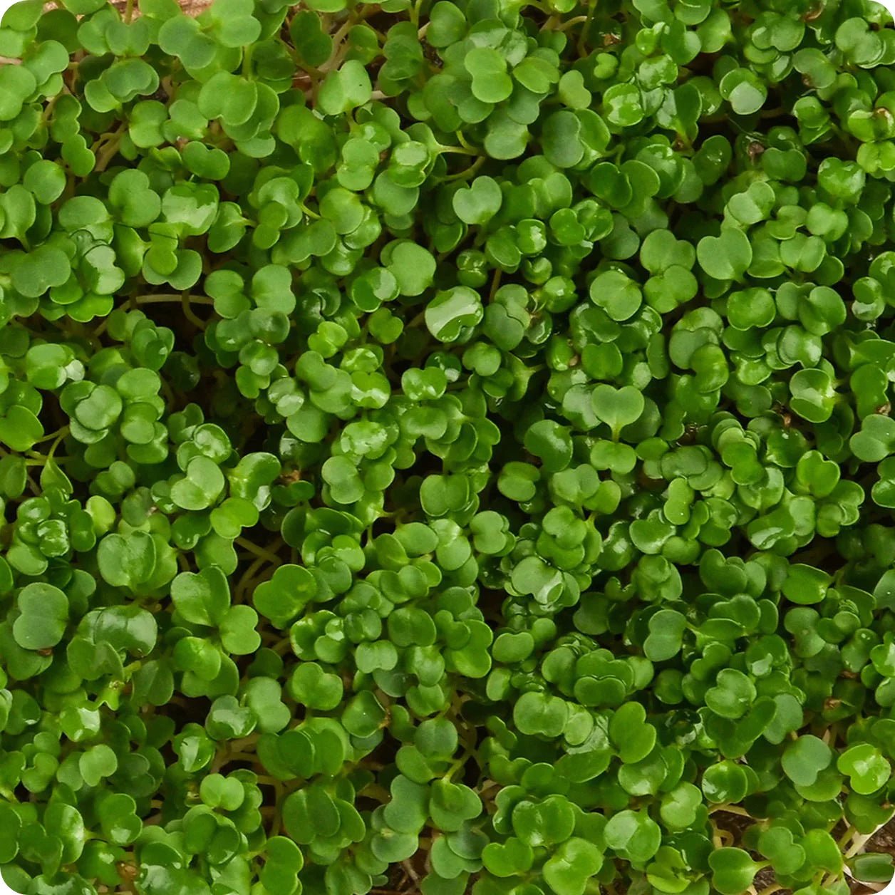 Arugula Microgreens - Greta's Family Gardens