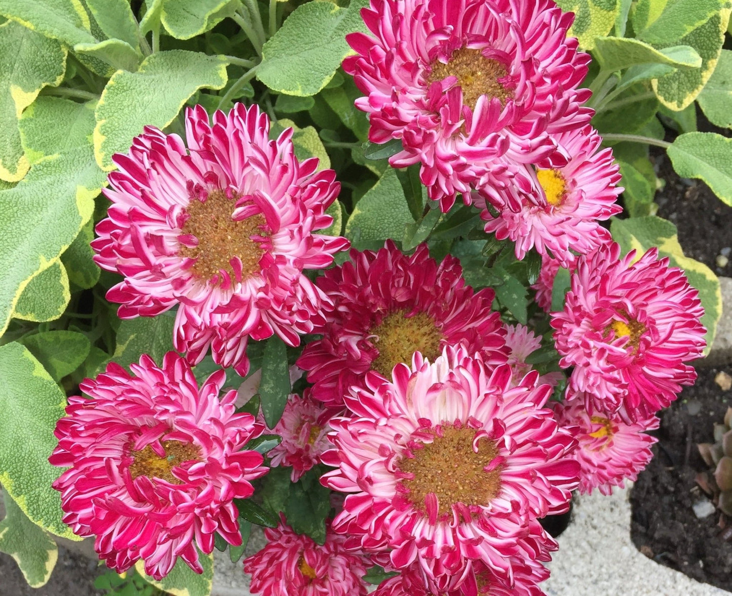 Aster Red Ribbon - Organic - Greta's Family Gardens