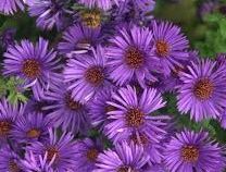 Asters Tall - Organic - Greta's Family Gardens