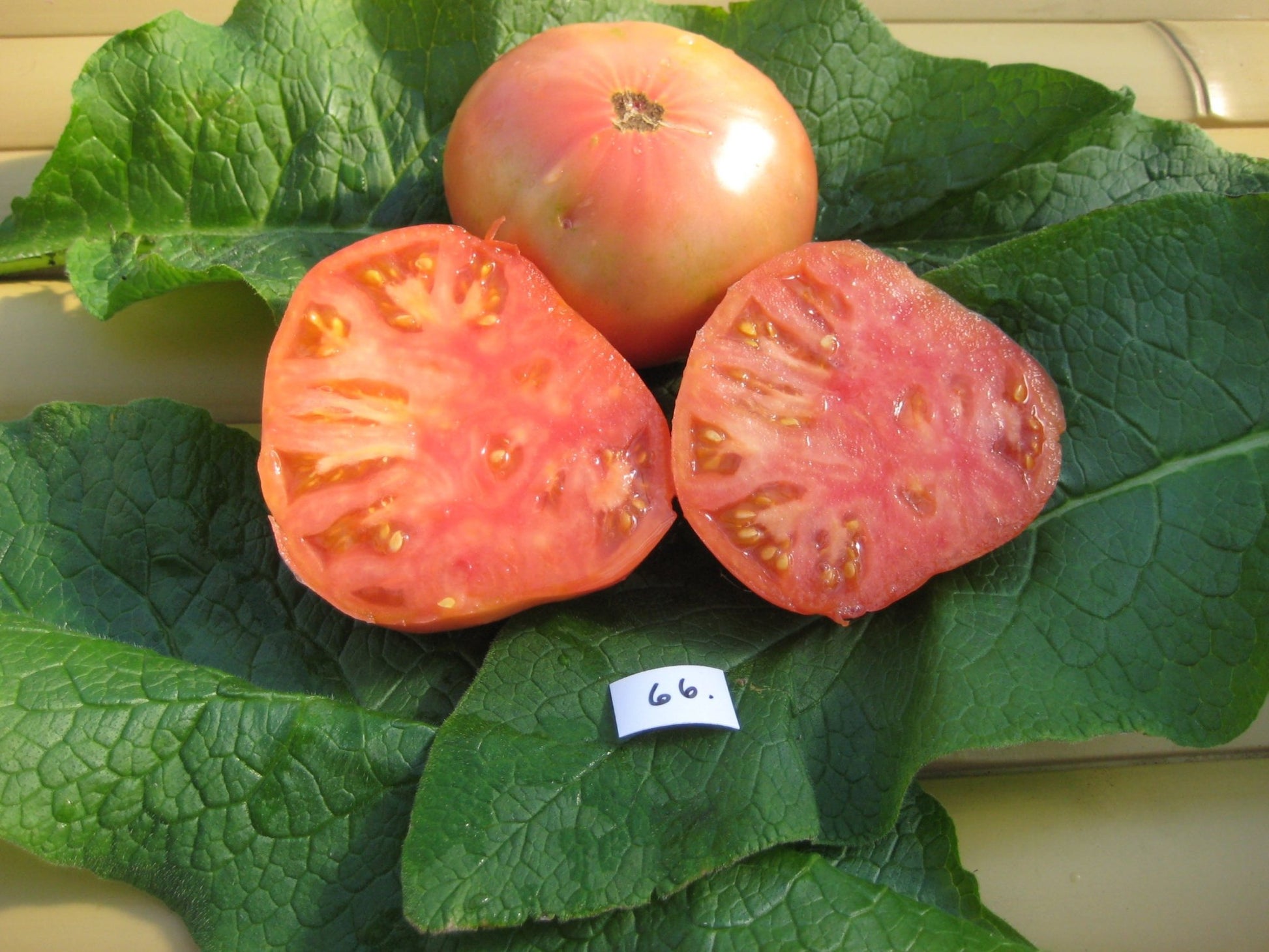 Aunt Ginny's Purple Tomato - Organic - Greta's Family Gardens