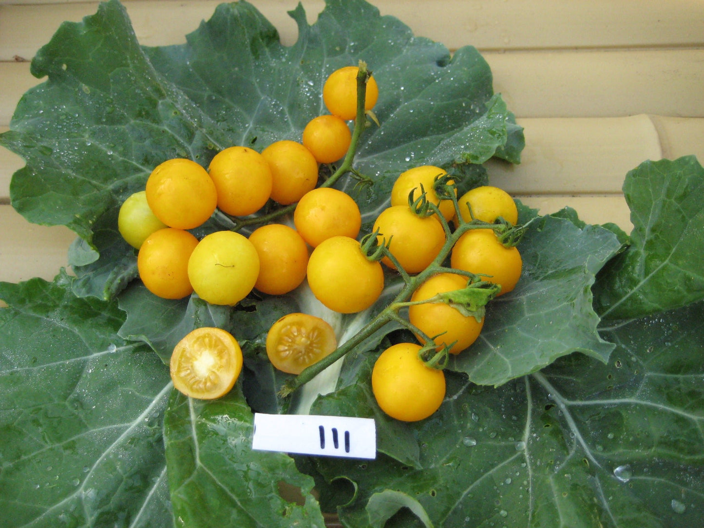 Aunt Ruby's Yellow Cherry Tomato - Organic - Greta's Family Gardens