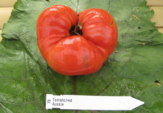 Aussie Tomato - Organic - Greta's Family Gardens