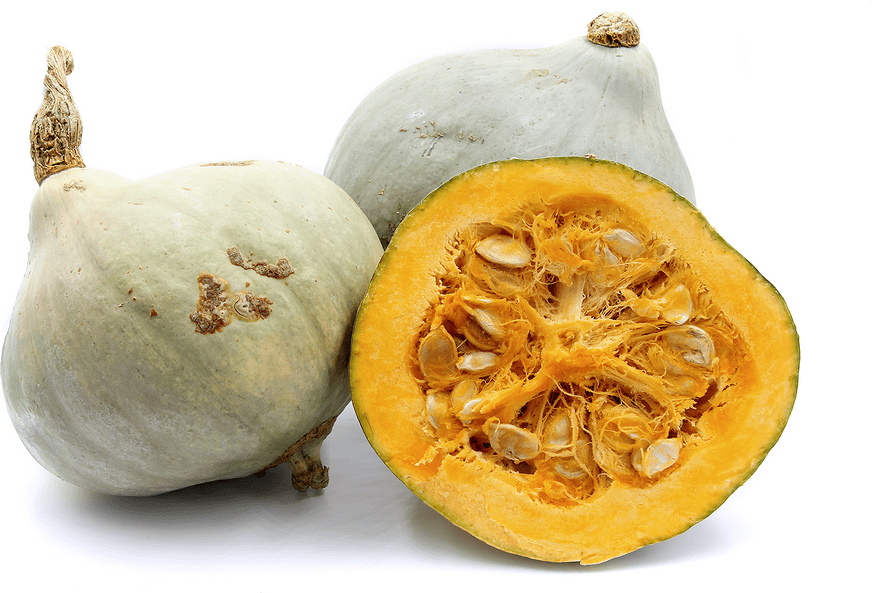 Baby Blue Hubbard Squash - Greta's Family Gardens