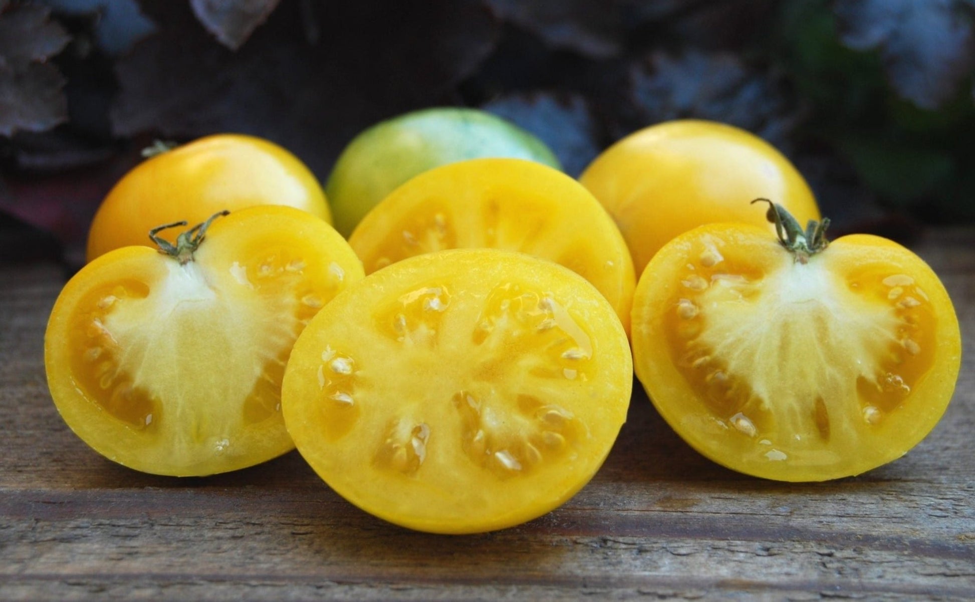 Barossa Fest Tomato - Organic - Greta's Family Gardens