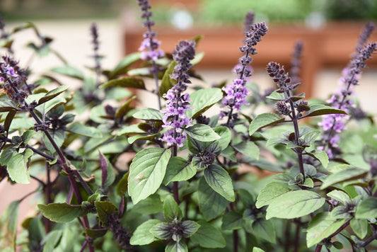 Basil Blue Spice - Organic - Greta's Family Gardens