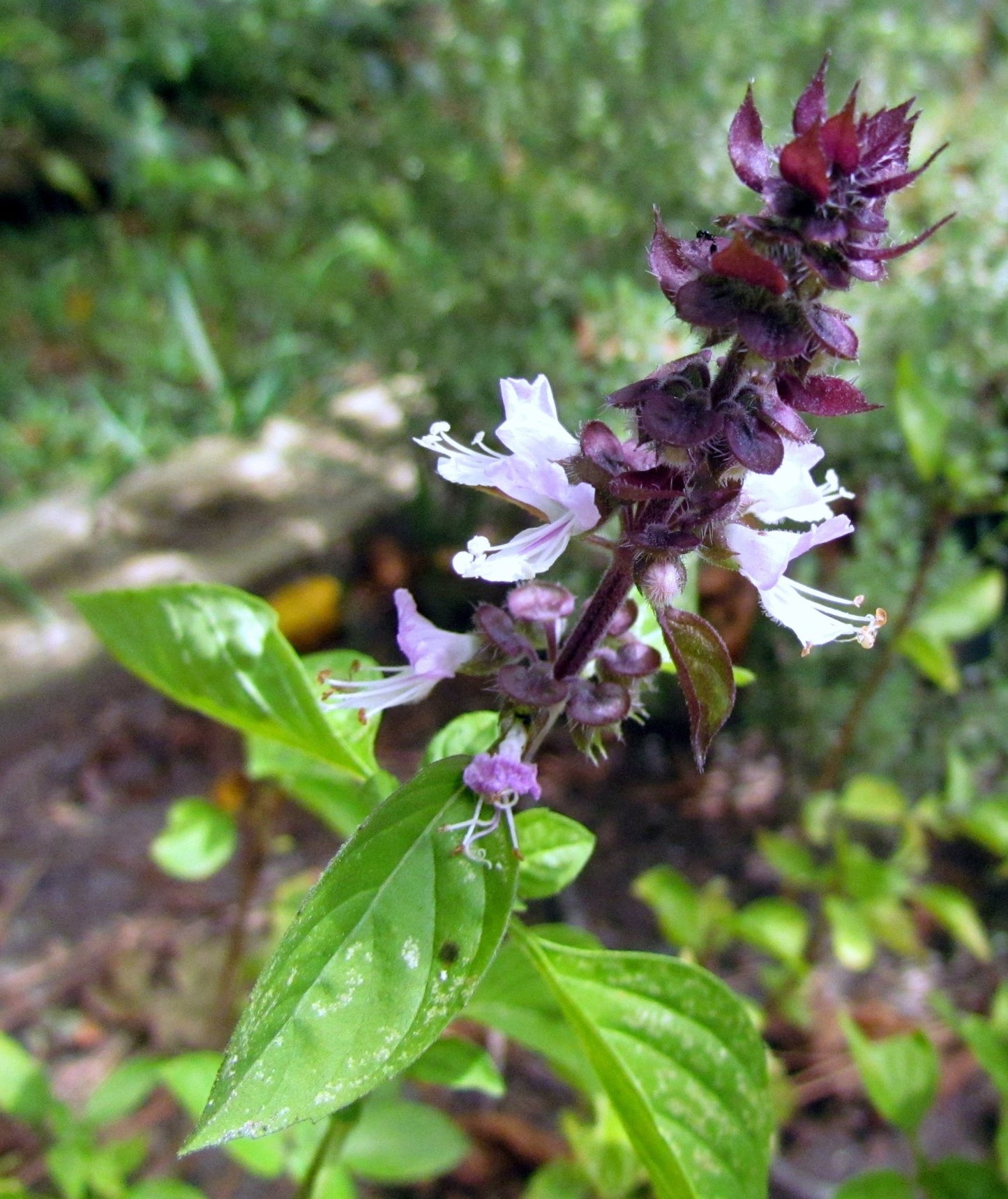 Basil Cinnamon - Greta's Family Gardens