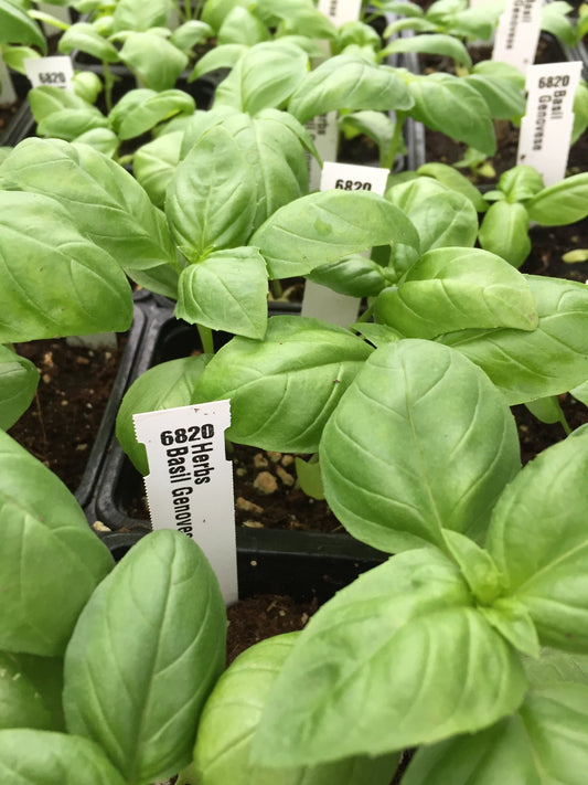 Basil Genovese - Organic - Greta's Family Gardens