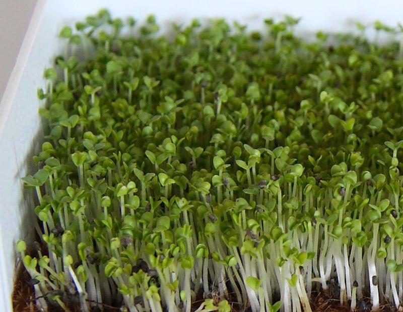 Basil Microgreens - Greta's Family Gardens