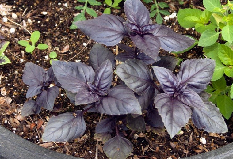 Basil Rosie - Organic - Greta's Family Gardens