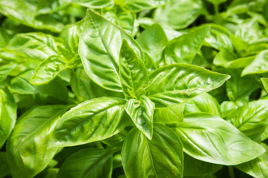 Basil Sweet - Organic - Greta's Family Gardens