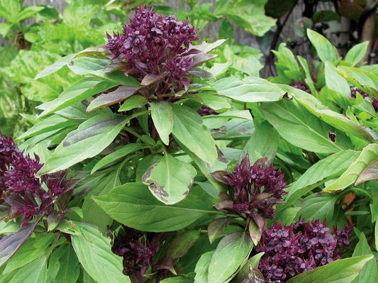 Basil Thai - Organic - Greta's Family Gardens