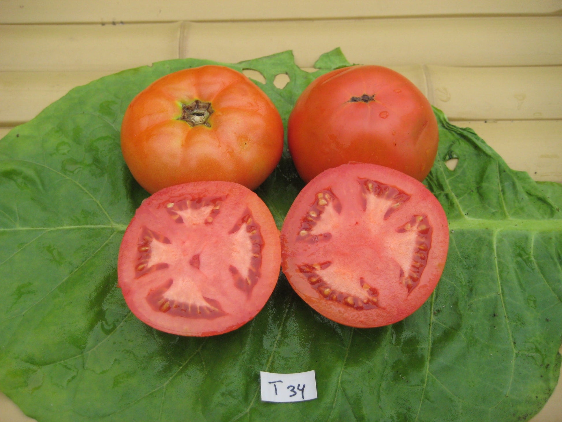 Beefsteak Blumen Tomato - Greta's Family Gardens