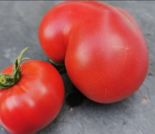 Bellstar Tomato - Organic - Greta's Family Gardens