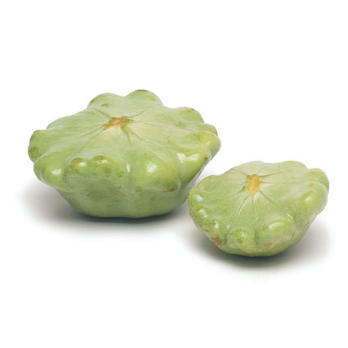 Bennings Green Tint Scallop Squash - Organic - Greta's Family Gardens