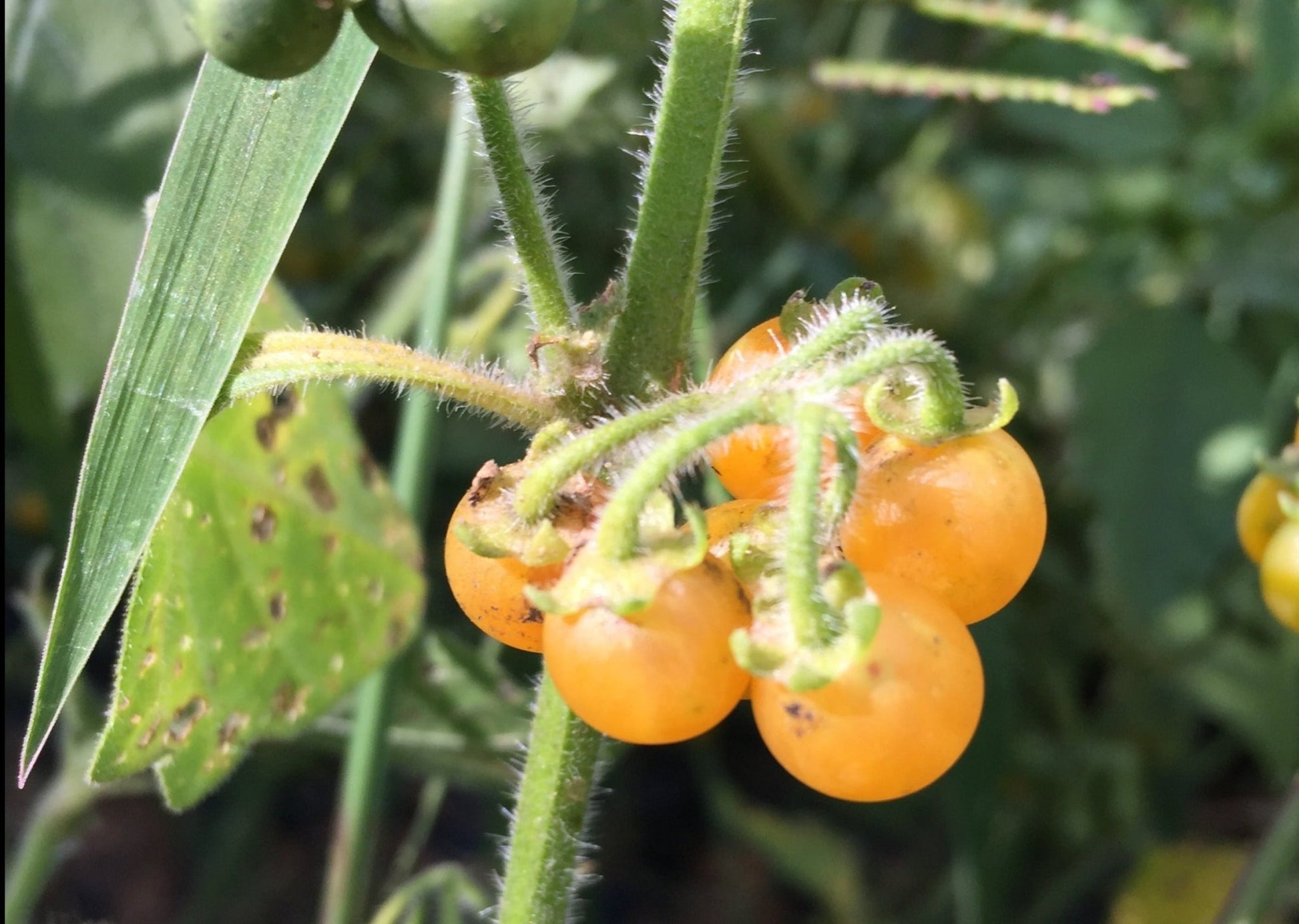 Berries Golden Pearls - Organic - Greta's Family Gardens