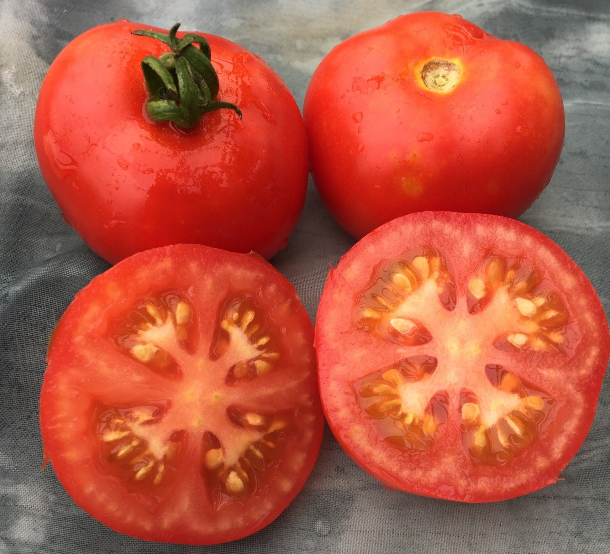 Bibor Tomato - Organic - Greta's Family Gardens