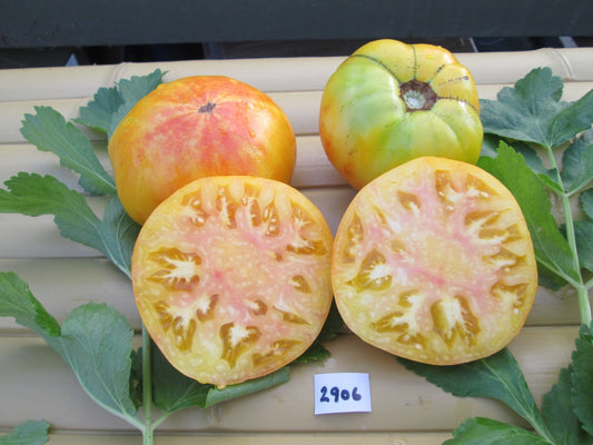 Big rainbow Tomato - Greta's Family Gardens