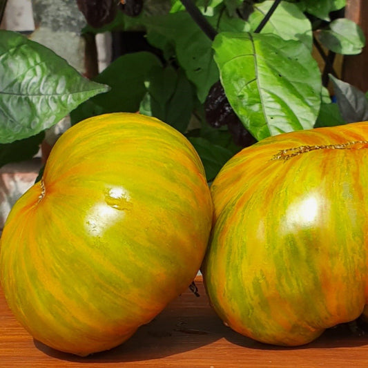 Big Zebra Tomato - Organic - Greta's Family Gardens