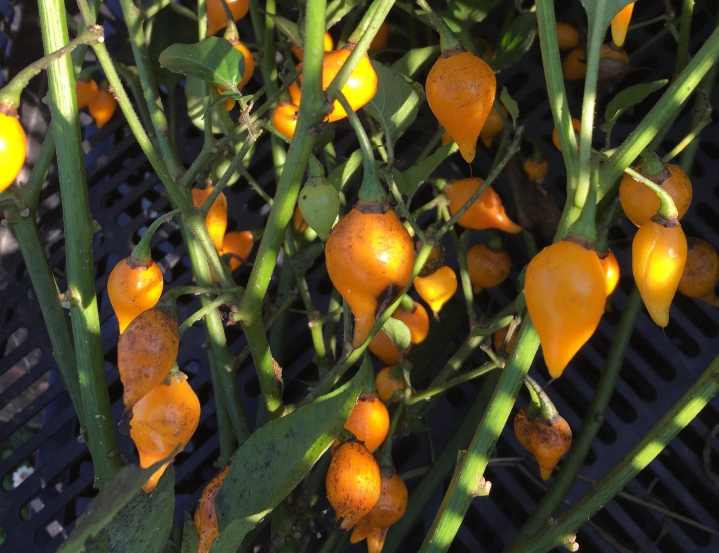 Biquinho Yellow Hot Pepper - Greta's Family Gardens