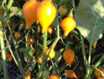 Biquinho Yellow Hot Pepper - Organic - Greta's Family Gardens