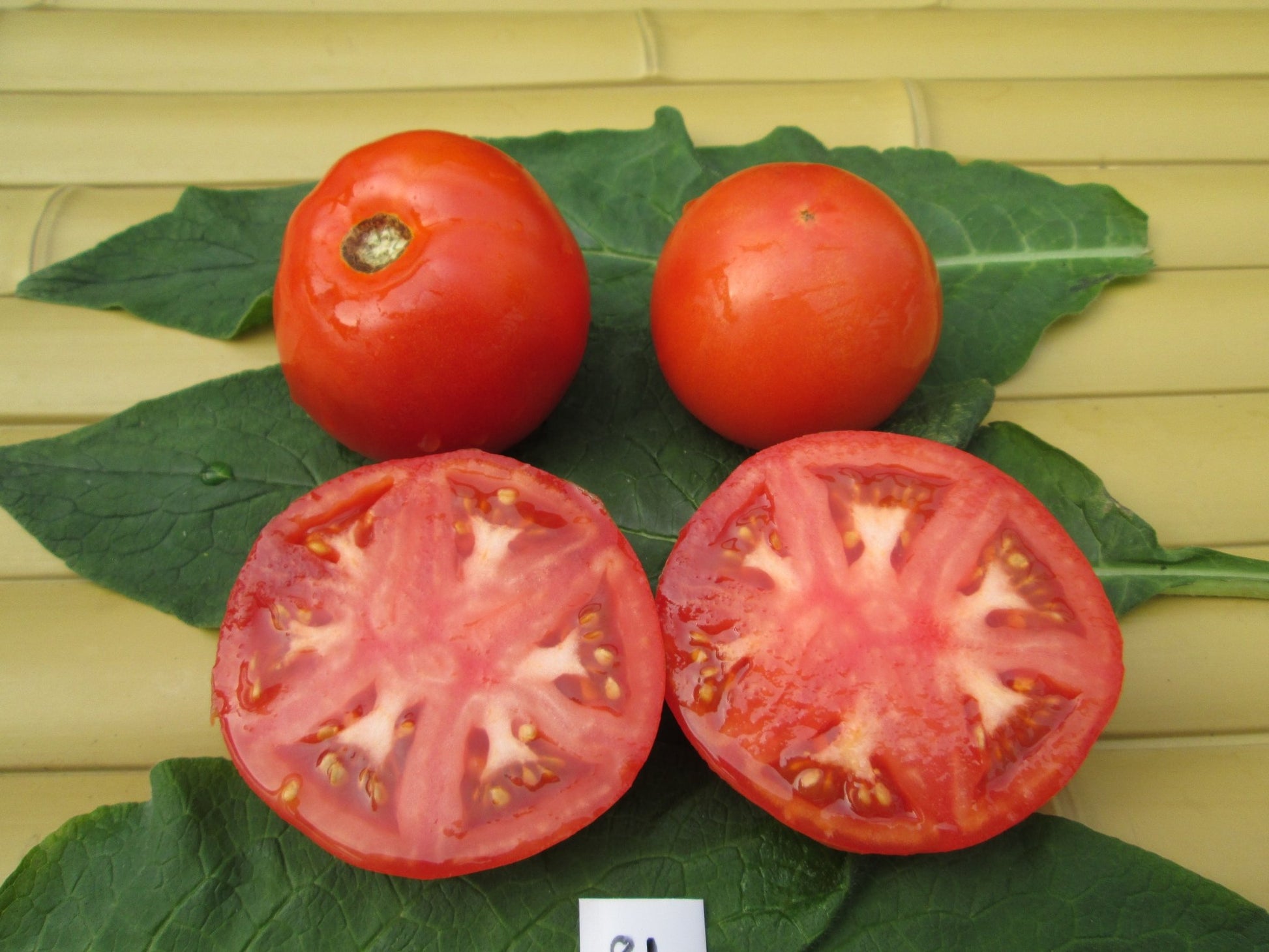 Bizhiki Greenhouse Tomato - Organic - Greta's Family Gardens