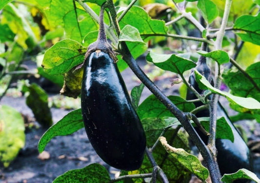 Black Beauty Eggplant - Organic - Greta's Family Gardens