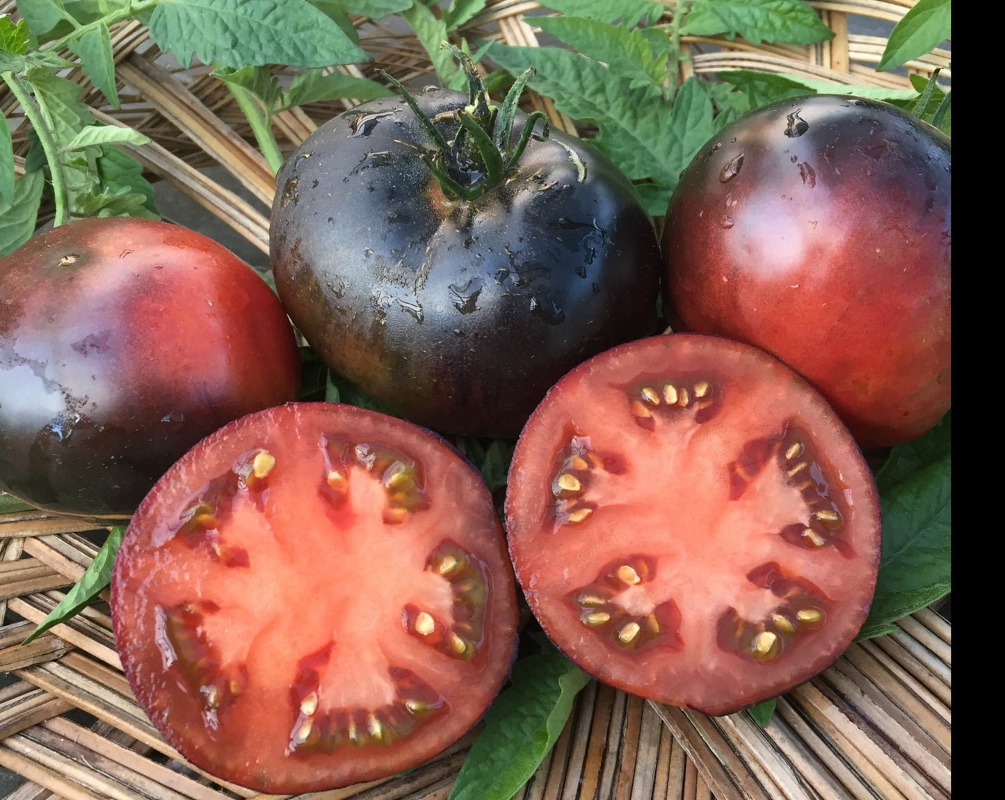 Black Beauty Tomato - Organic - Greta's Family Gardens