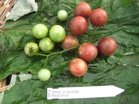 Black Cherry Tomato - Organic - Greta's Family Gardens