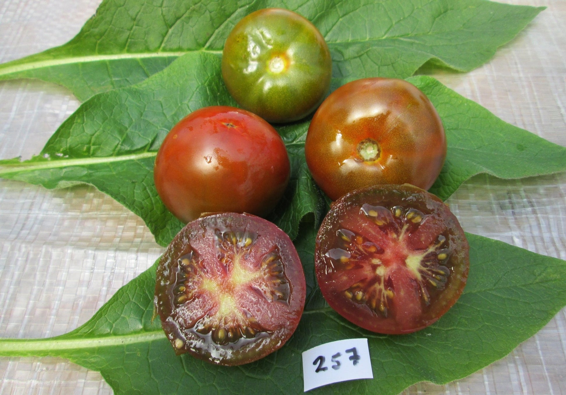 Black Prince Tomato - Organic - Greta's Family Gardens