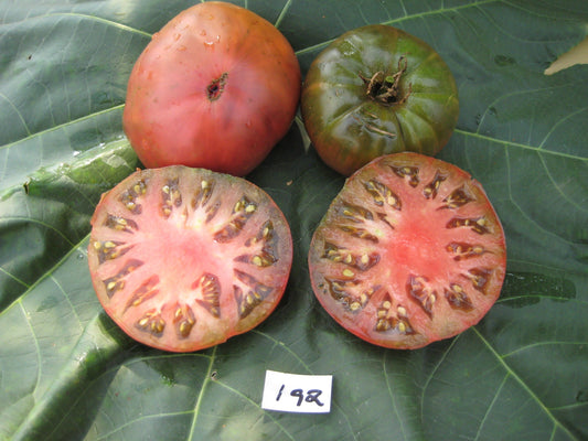 Black Sea Man Tomato - Organic - Greta's Family Gardens