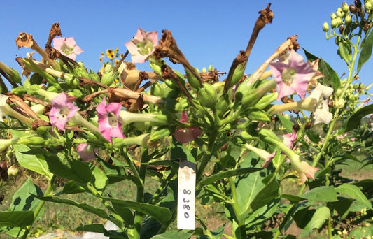 Black Sea Samsun Turkish Tobacco - Greta's Family Gardens