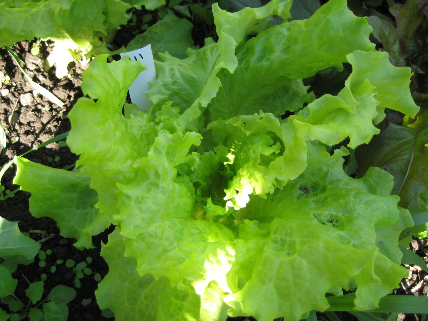 Black Seeded Simpson Lettuce - Greta's Family Gardens