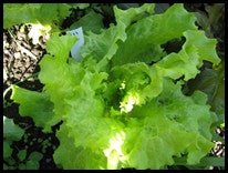 Black Seeded Simpson Lettuce - Greta's Family Gardens