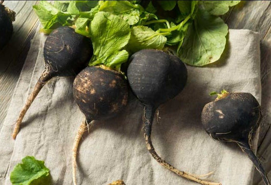 Black Spanish Radish - Greta's Family Gardens