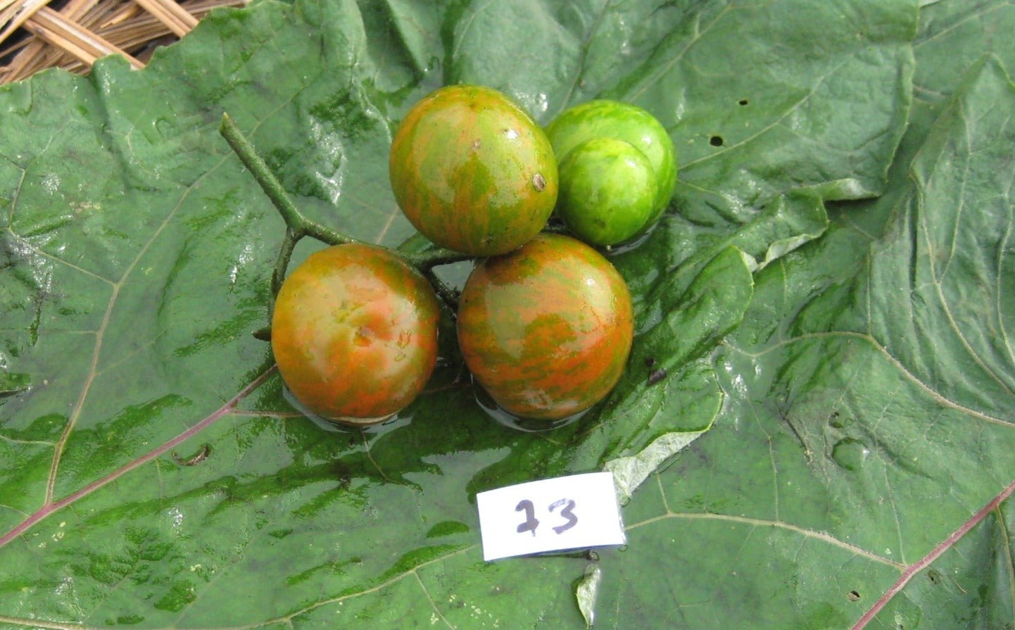 Black Zebra Cherry Tomato - Organic - Greta's Family Gardens