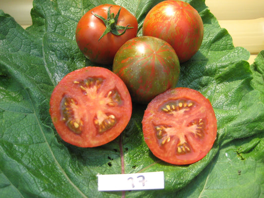 Black Zebra Tomato - Organic - Greta's Family Gardens