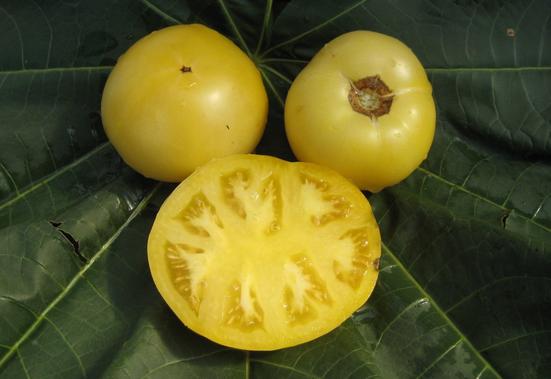 Blanche du Quebec Tomato - Organic - Greta's Family Gardens