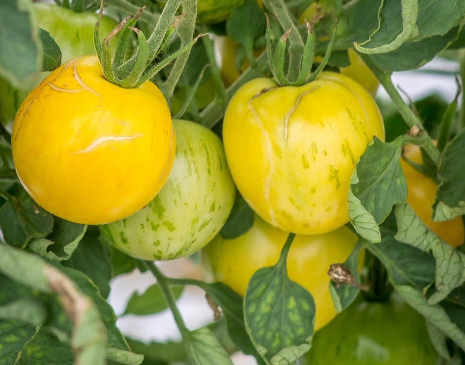 Blonde Boar Tomato - Organic - Greta's Family Gardens